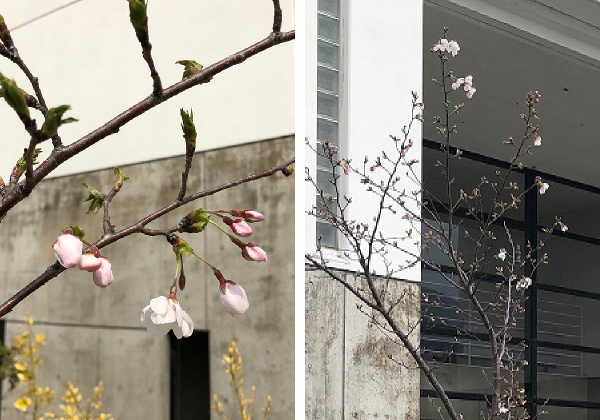 2019年桜開花