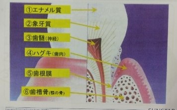 歯の断面