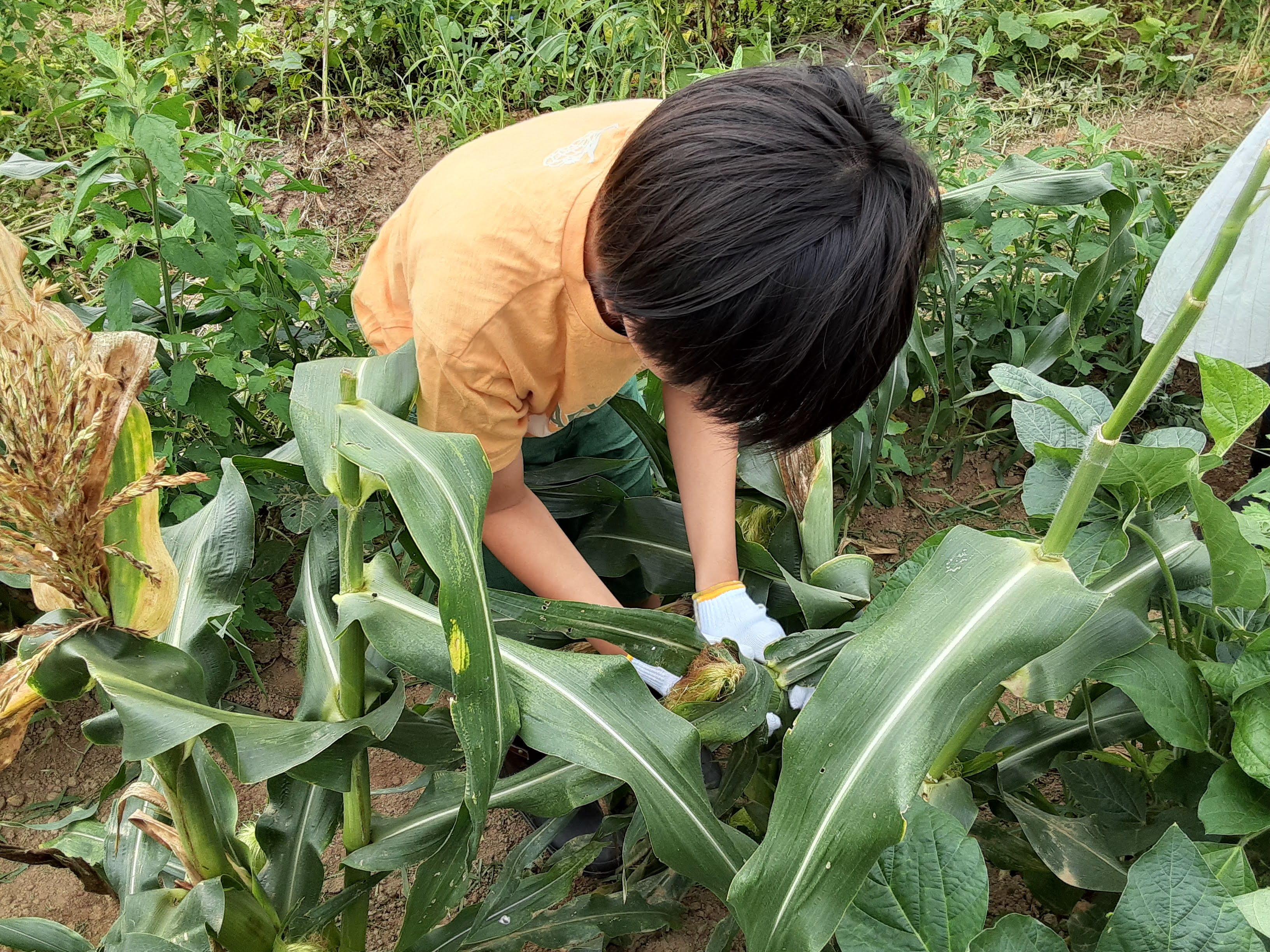おいしそうなトウモロコシをさがして