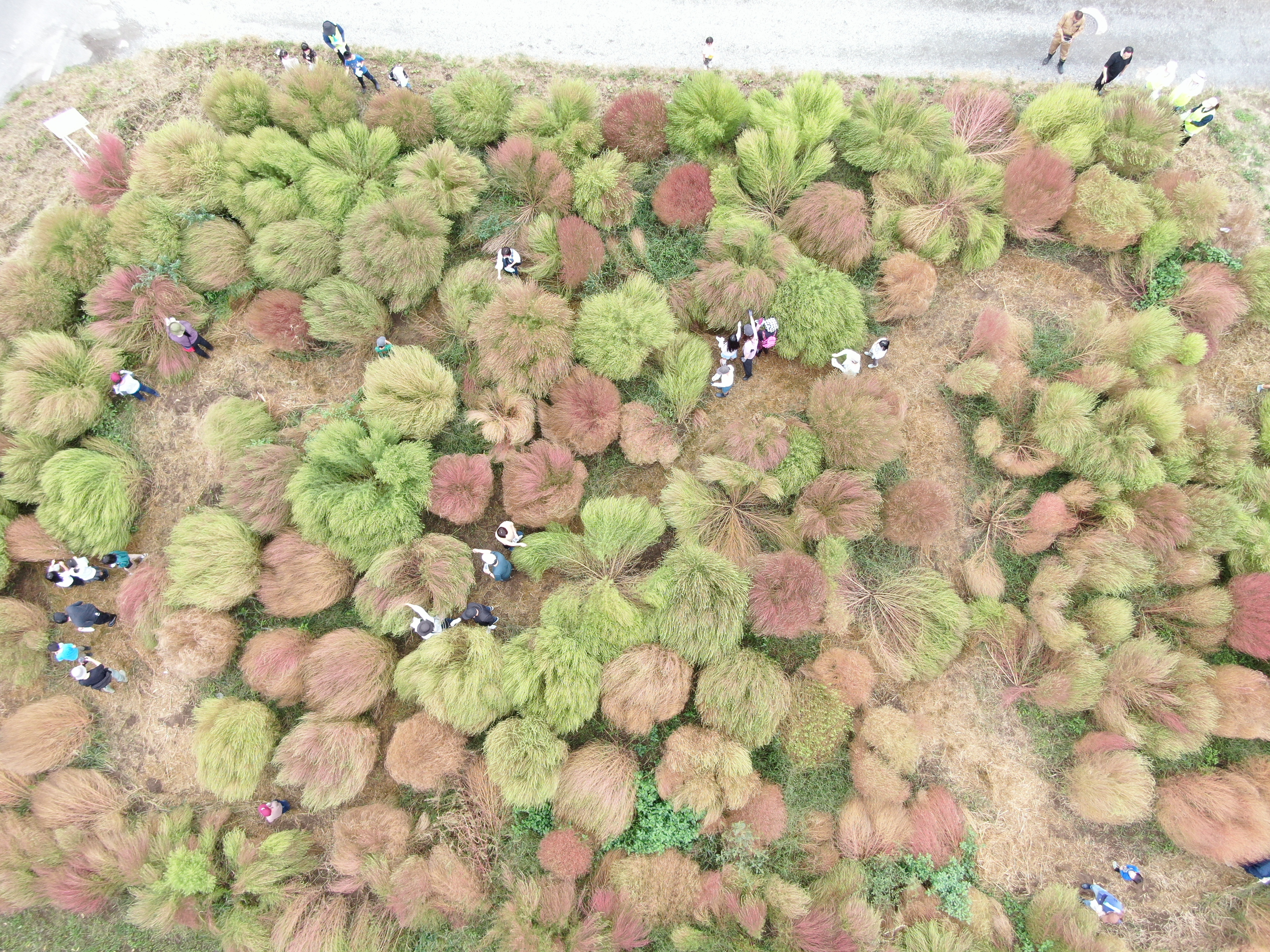 広大なコキアの森（こんなに大きくなるんだなぁ…）