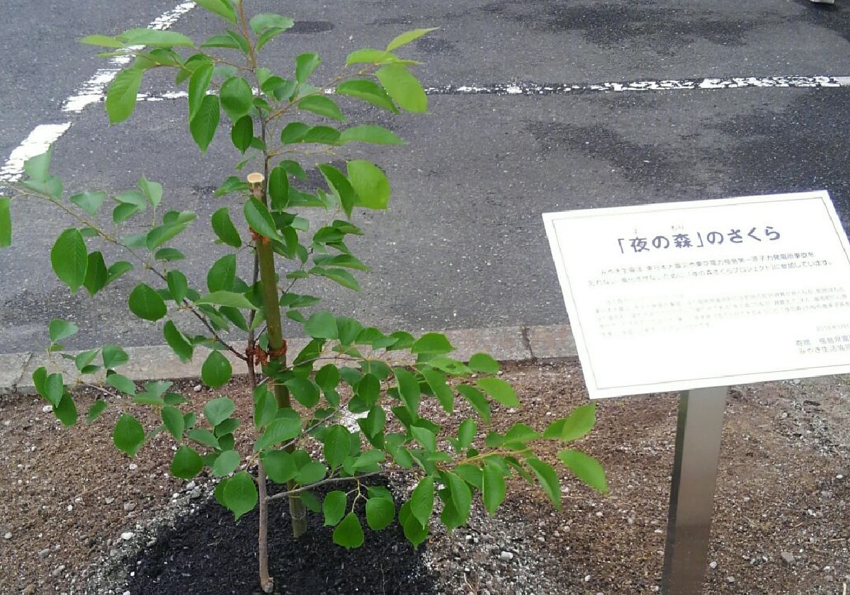 2018年5月18日植樹
