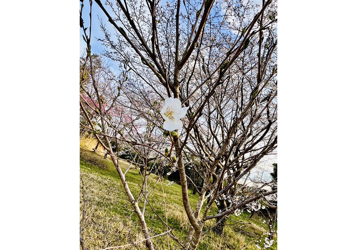 2025年4月8日撮影