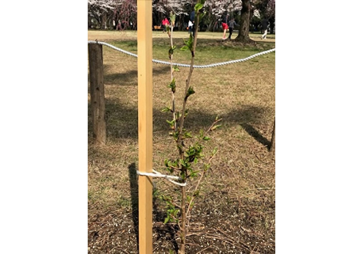 2018年3月9日植樹