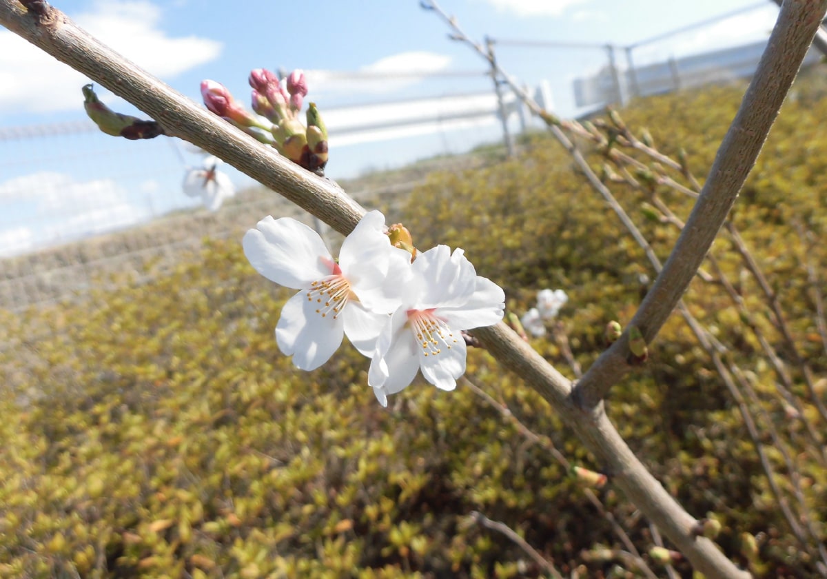 2020年4月10日撮影