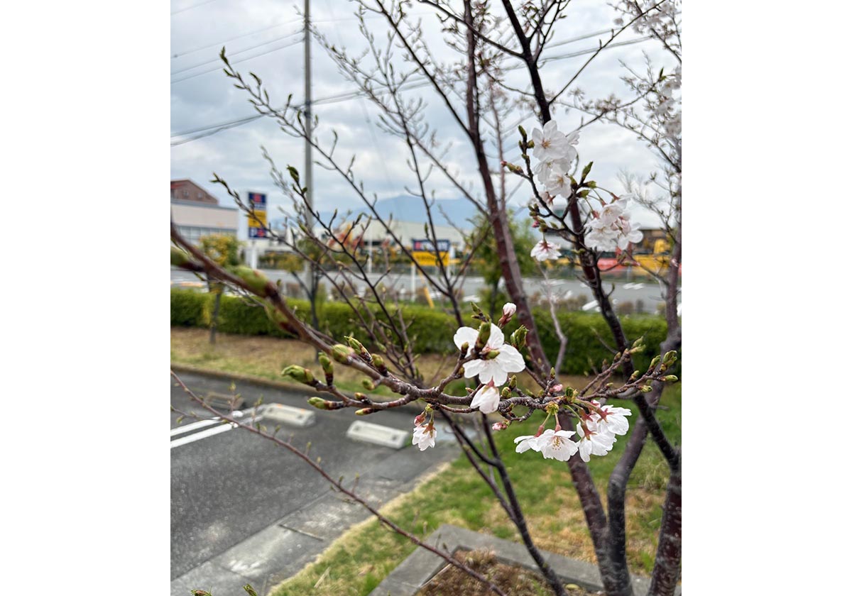 2026年4月4日撮影