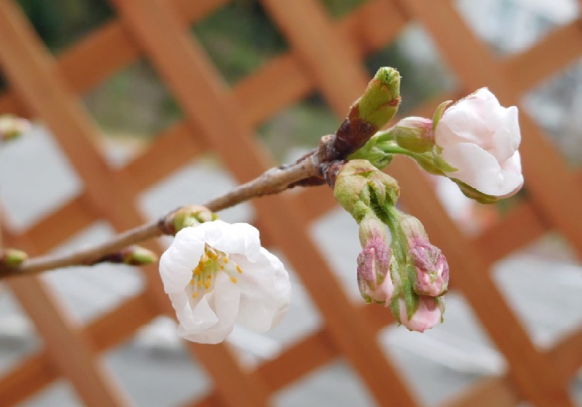 2018年8月28日植樹