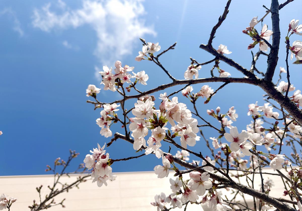 2026年4月2日撮影