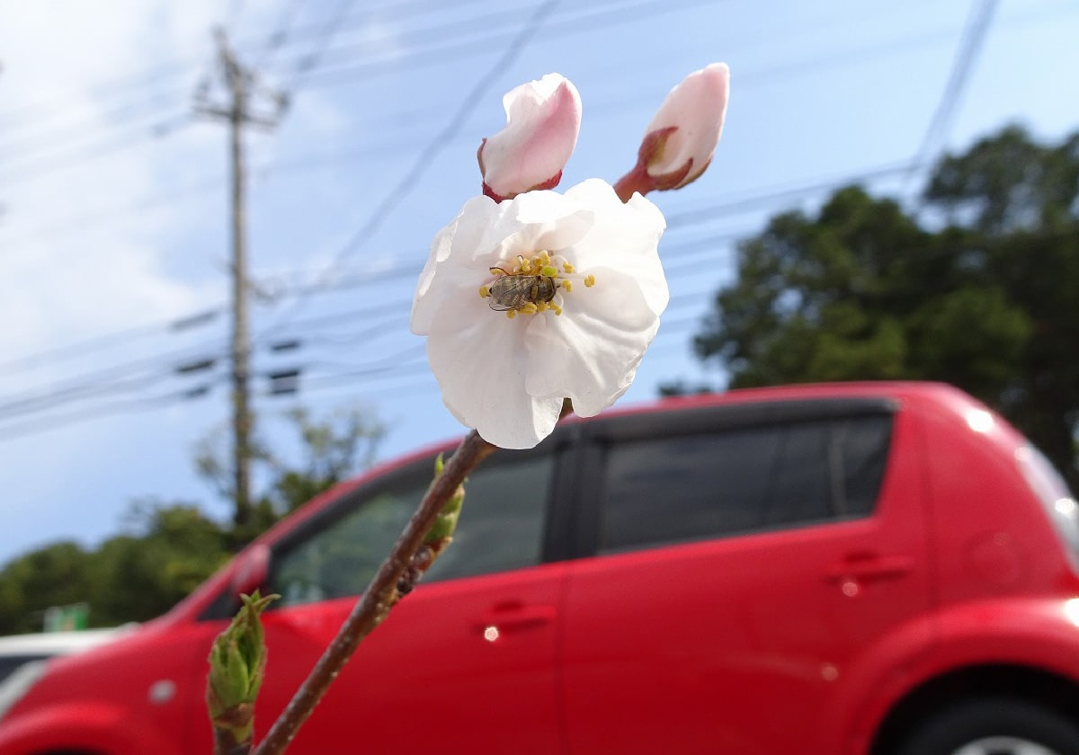 2019年桜開花