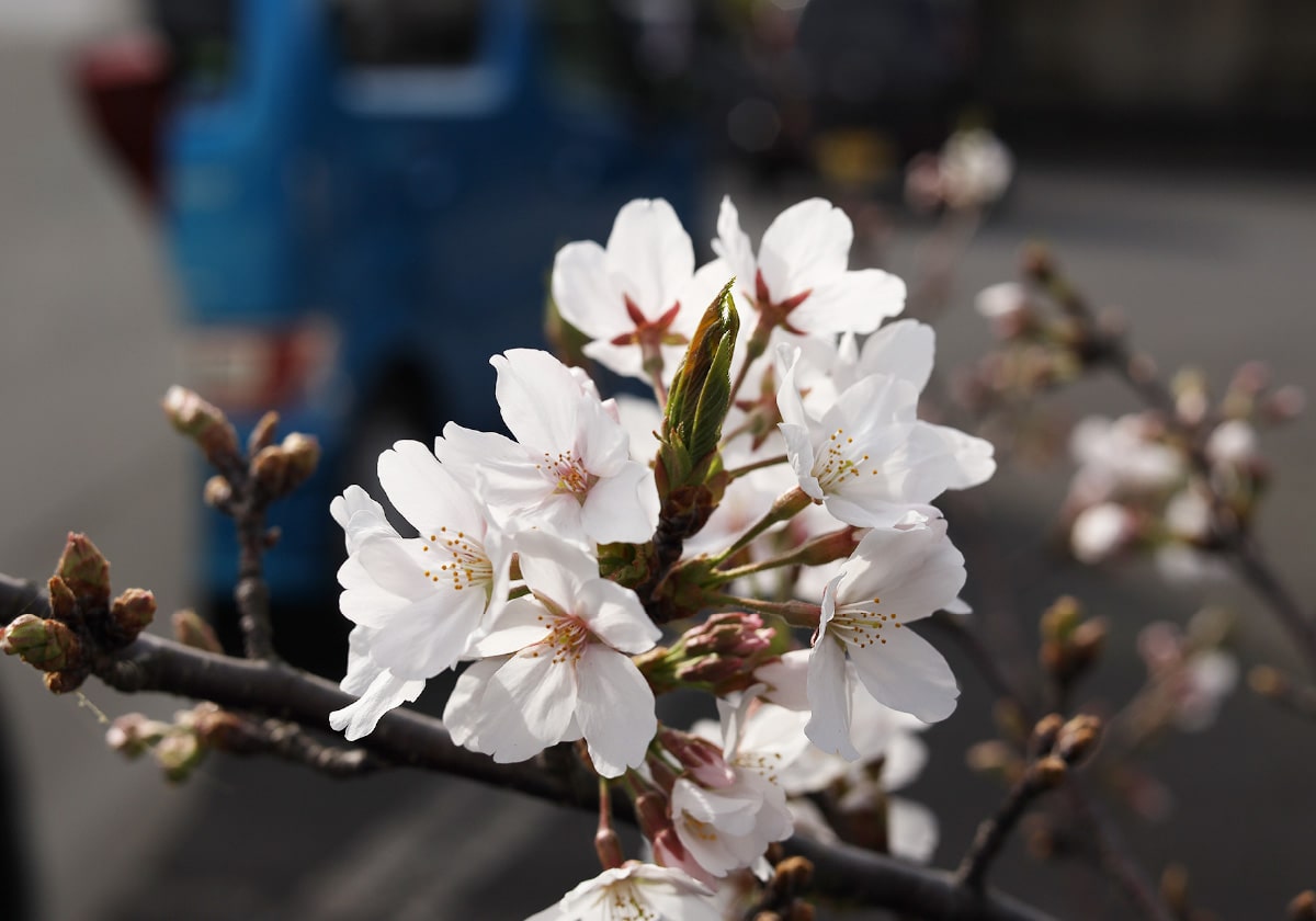 2021年3月31日撮影