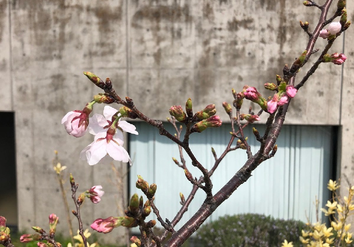 2021年3月22日撮影